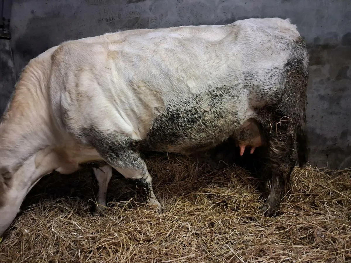 Foster Cow - Image 2