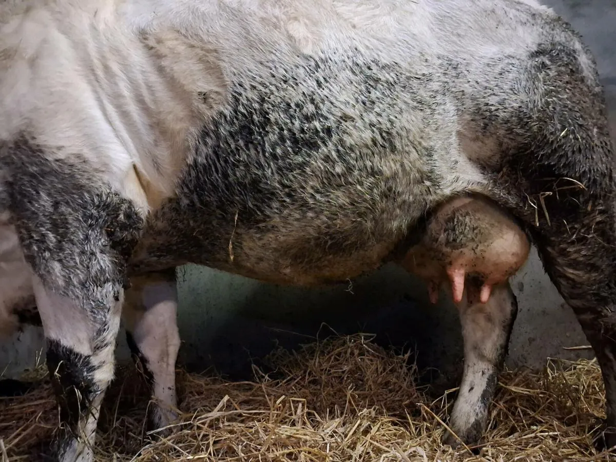 Foster Cow - Image 1