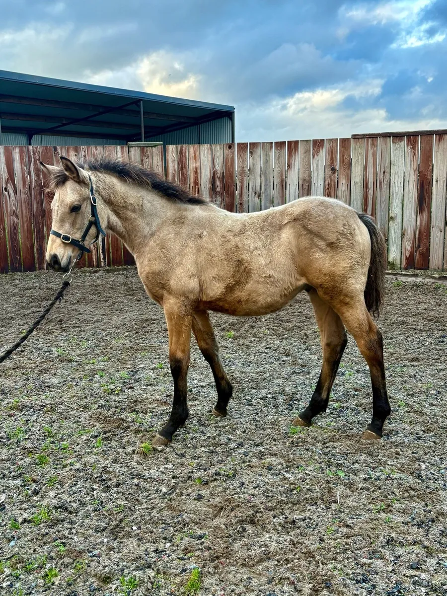 Quality Connemara x TB - Image 1