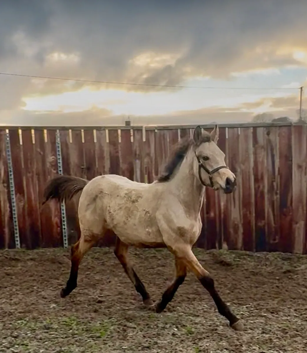 Quality Connemara x TB - Image 2