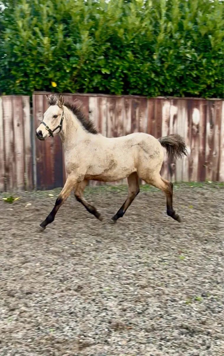 Quality Connemara x TB - Image 3