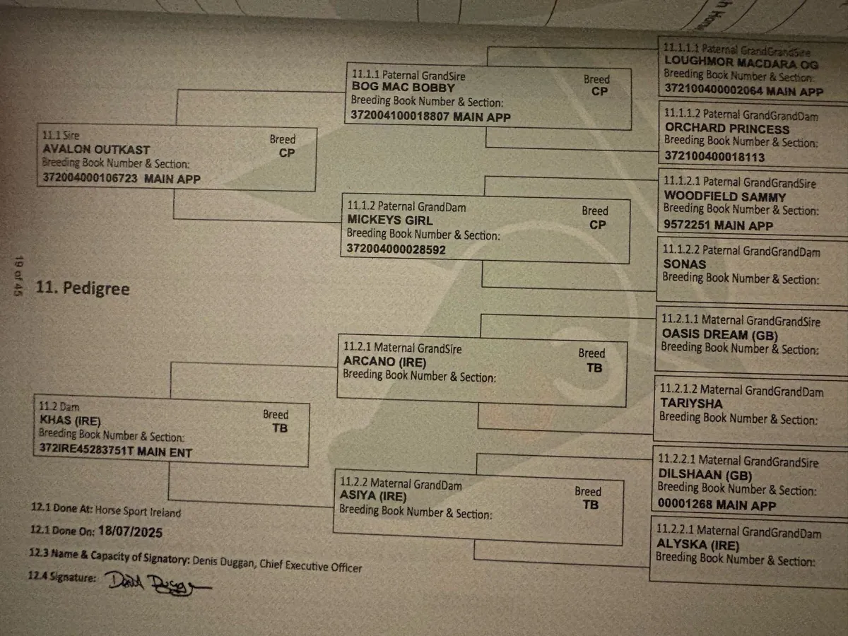 Quality Connemara x TB - Image 4