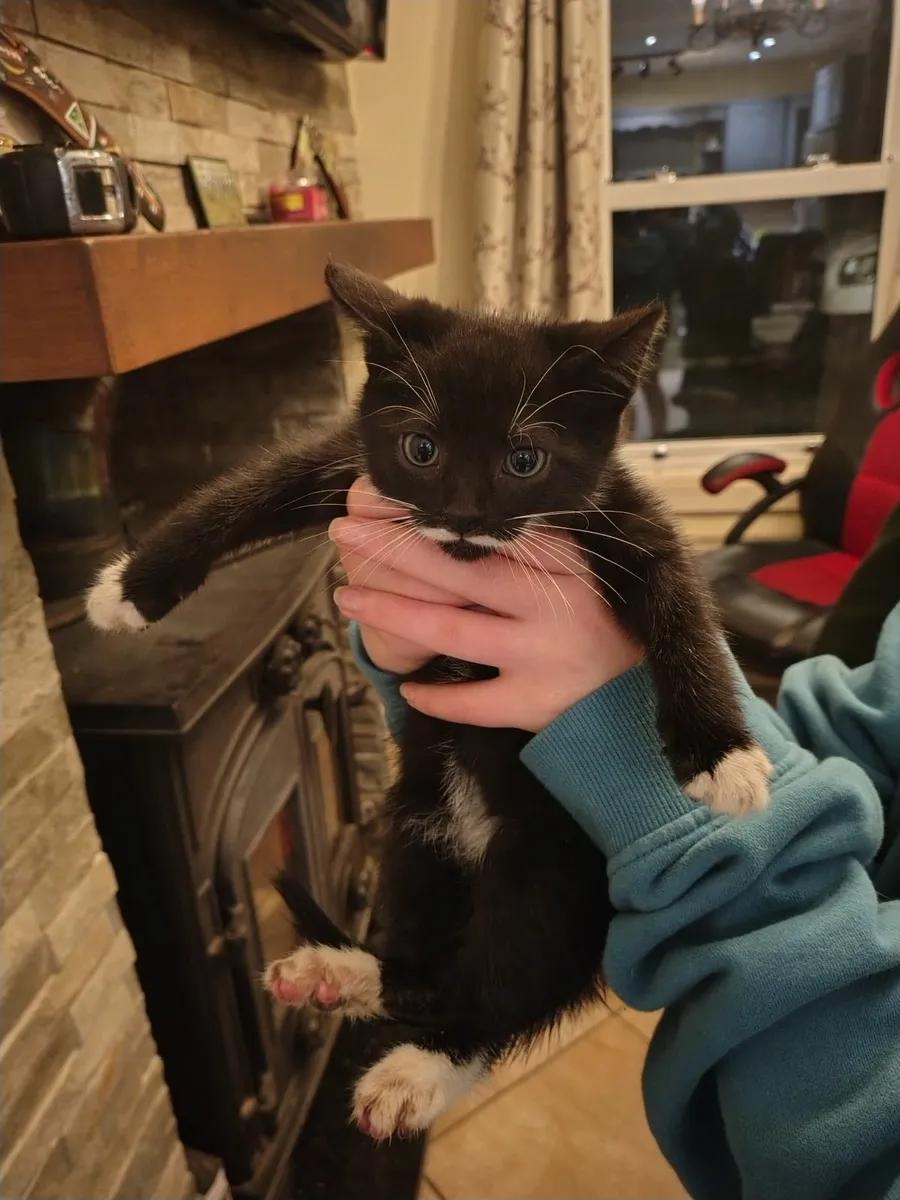 9 week old kittens - Image 2