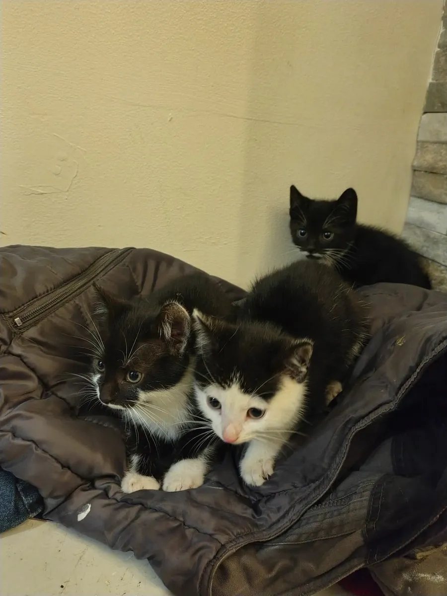 9 week old kittens - Image 1