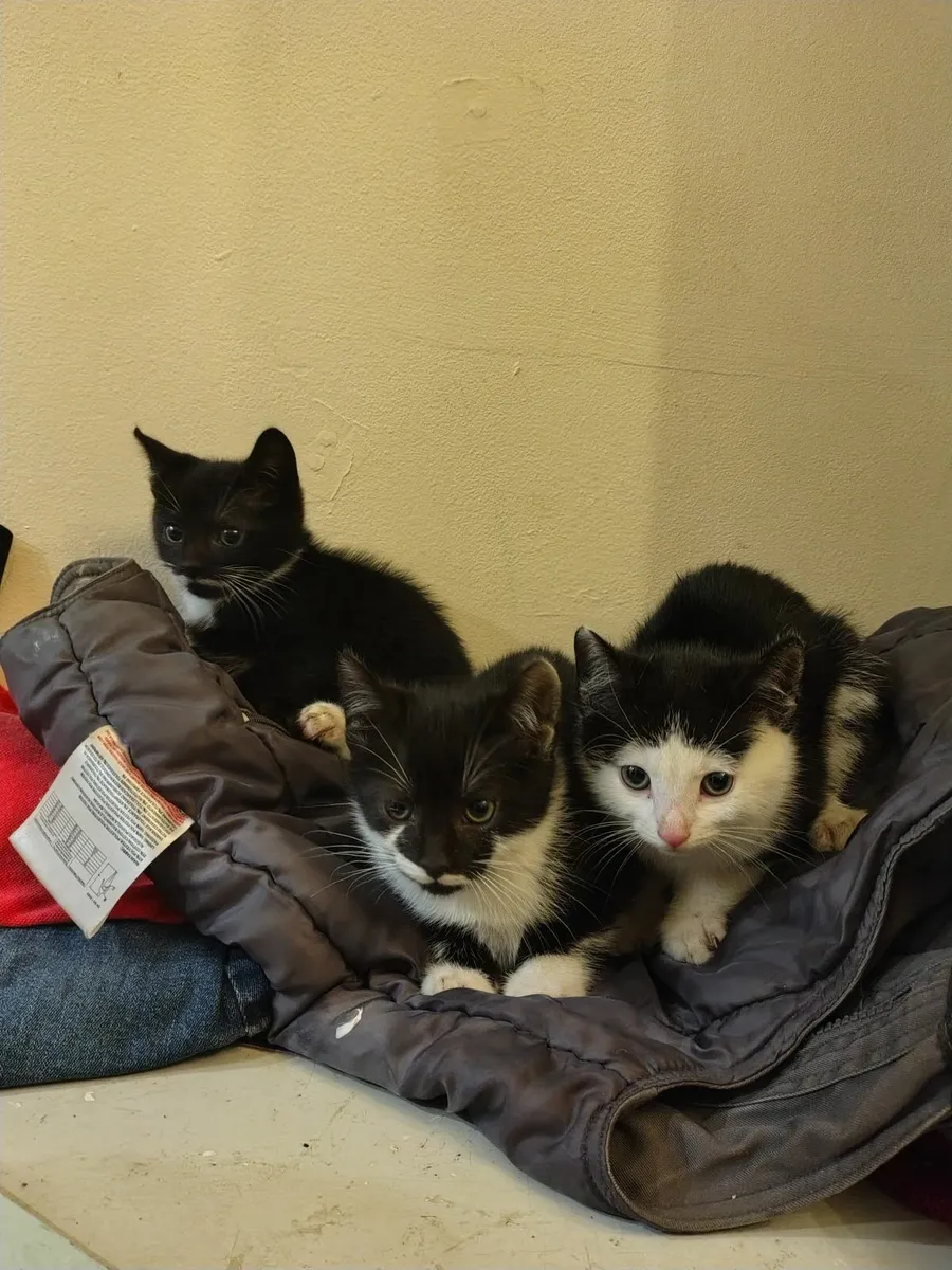 9 week old kittens - Image 3
