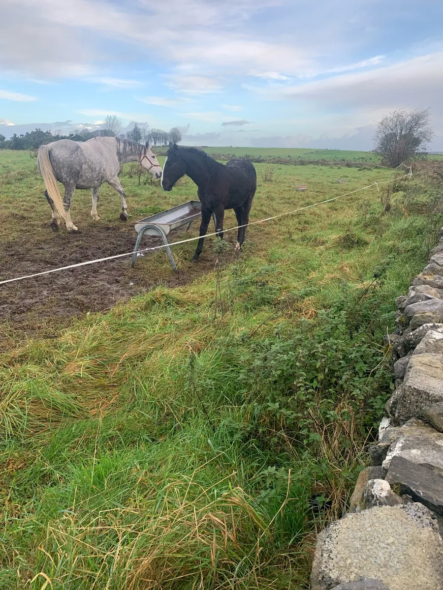 F o r S a le 6 Month Old R.I.D Foal - Image 2