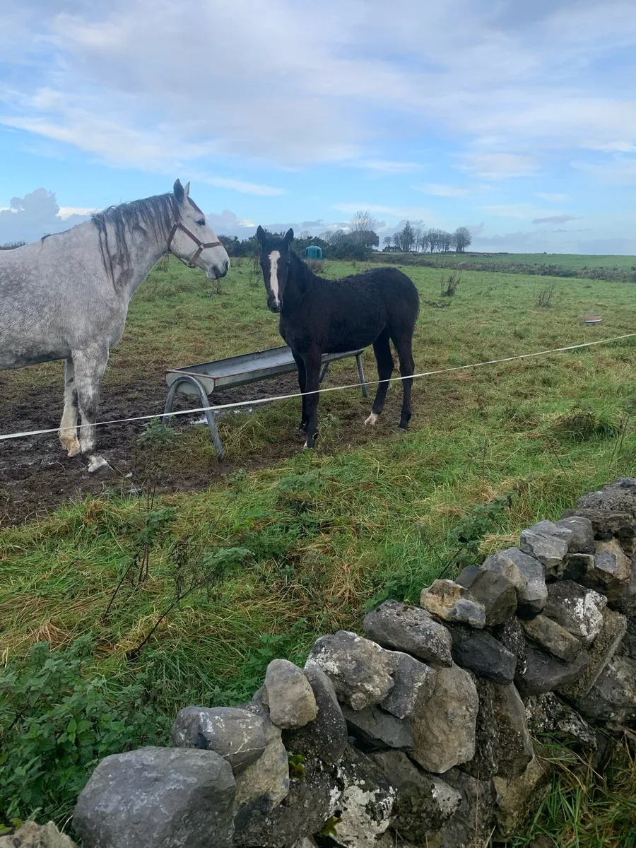 F o r S a le 6 Month Old R.I.D Foal - Image 3