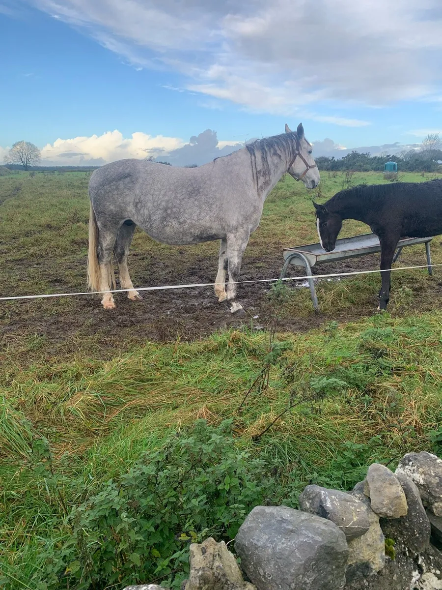 F o r S a le 6 Month Old R.I.D Foal - Image 4
