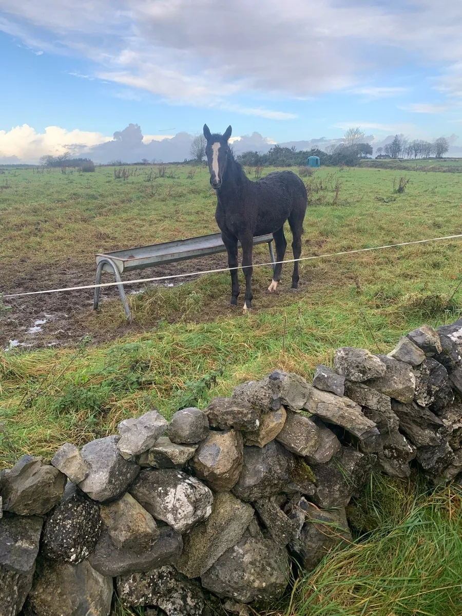 F o r S a le 6 Month Old R.I.D Foal - Image 1