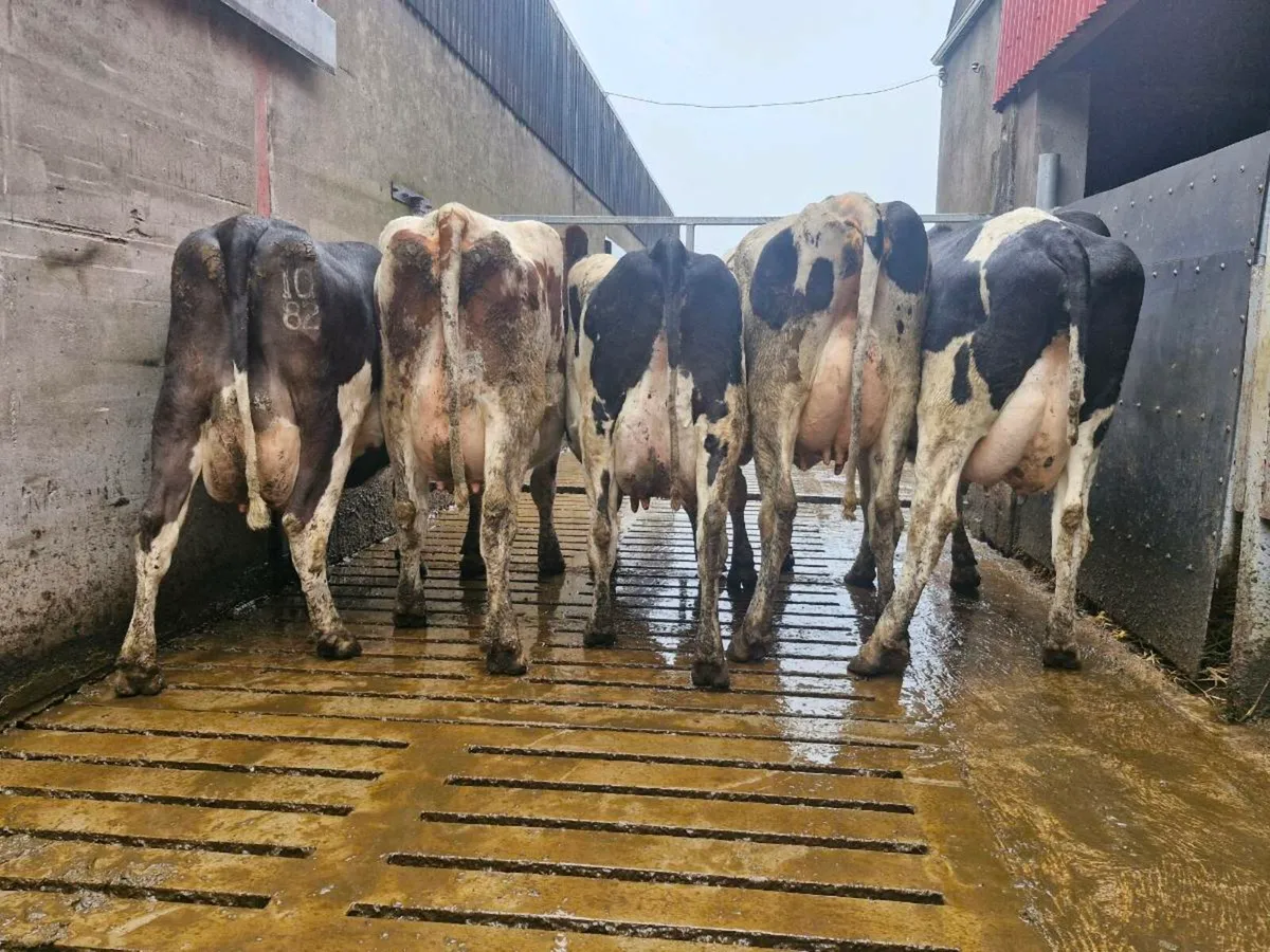 Fresly calved cows and heifers - Image 1