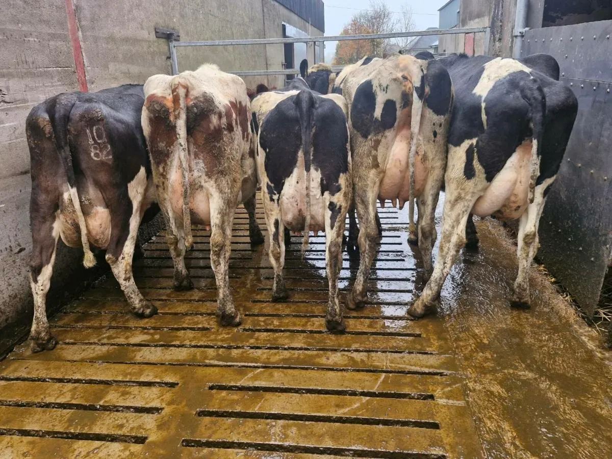 Fresly calved cows and heifers - Image 2