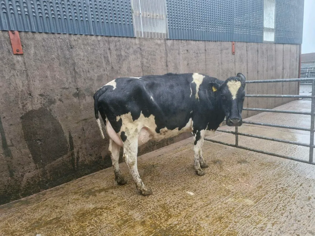 Fresly calved cows and heifers - Image 4