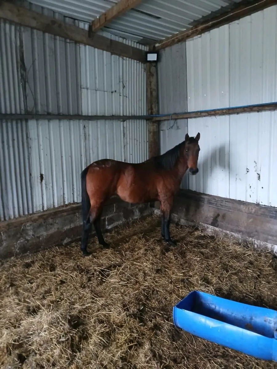 TB gelding - Image 4