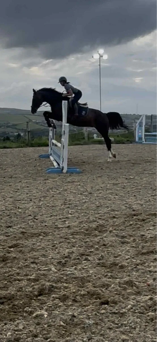 15.3 hh gelding - Image 2