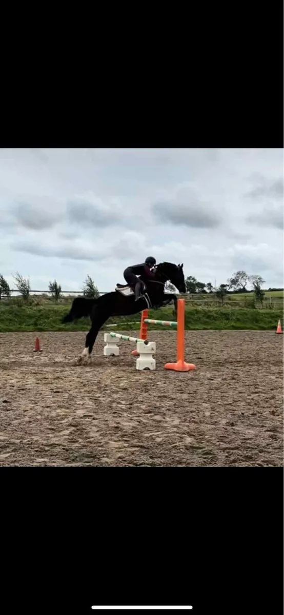 15.3 hh gelding - Image 1