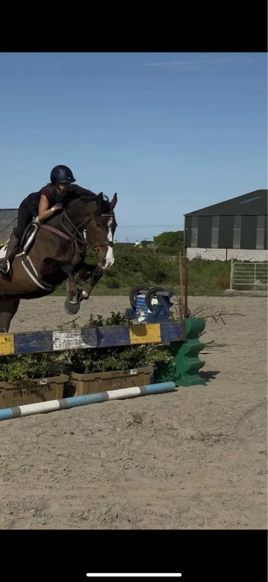 15.3 hh gelding - Image 3