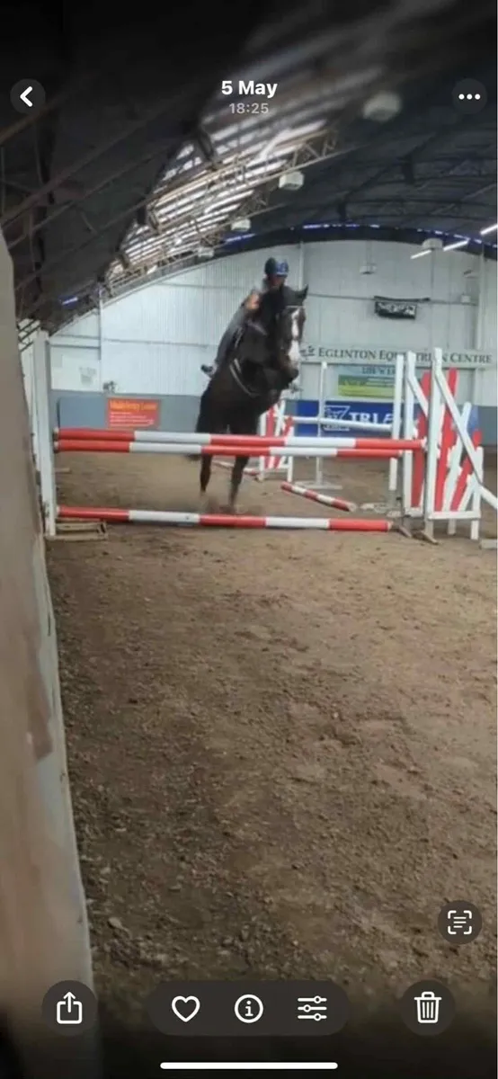 15.3 hh gelding - Image 4