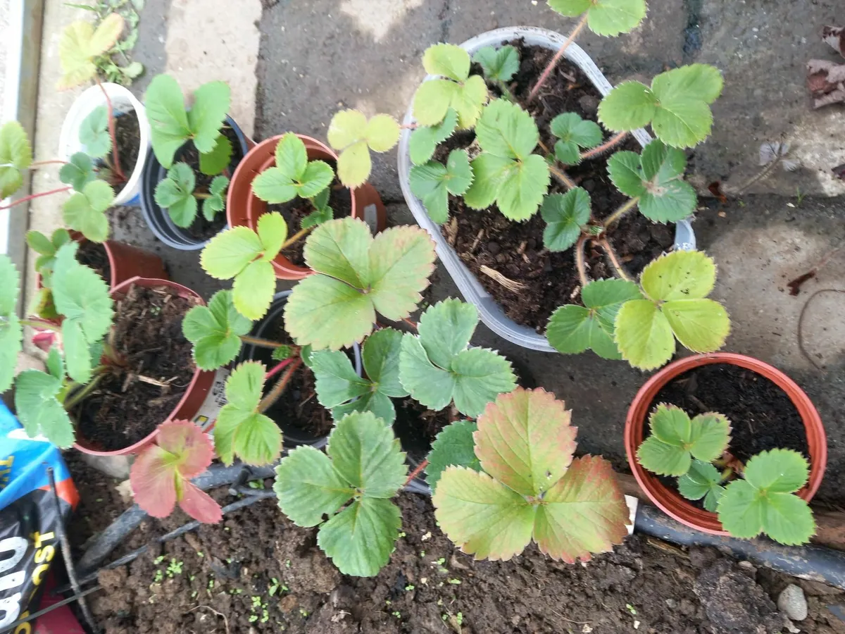 Strawberry plants