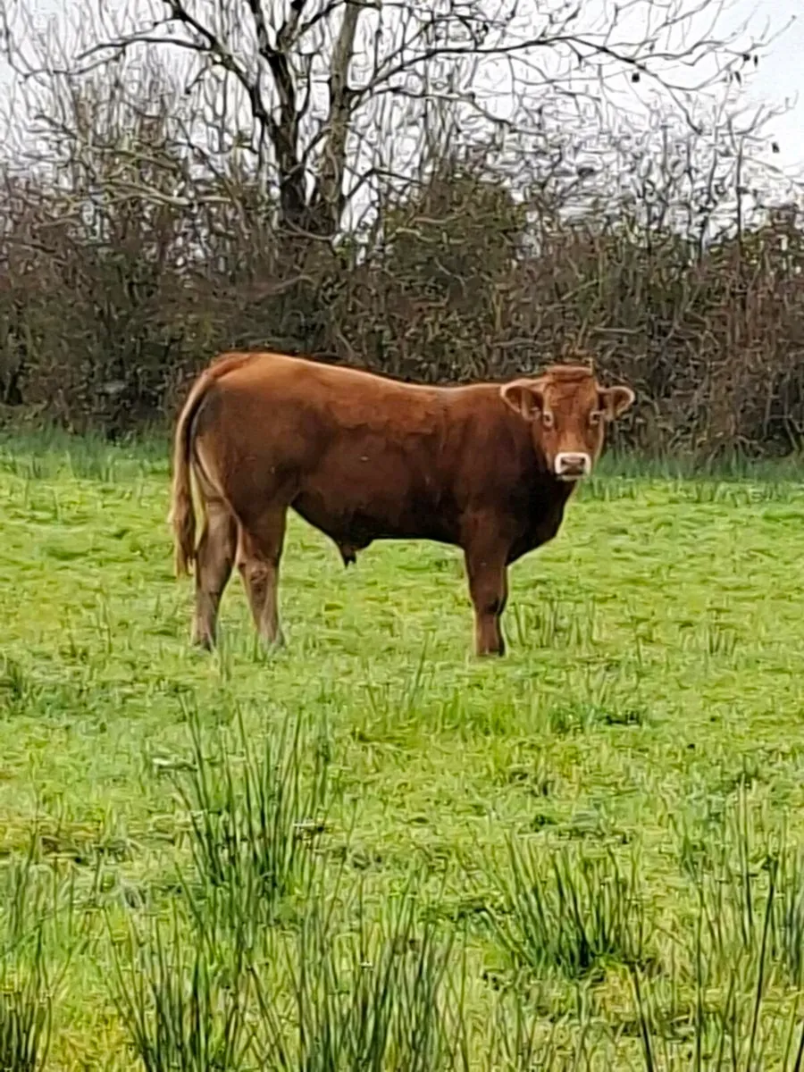 5 STAR P.B.R LIMOUSIN BULL - Image 1