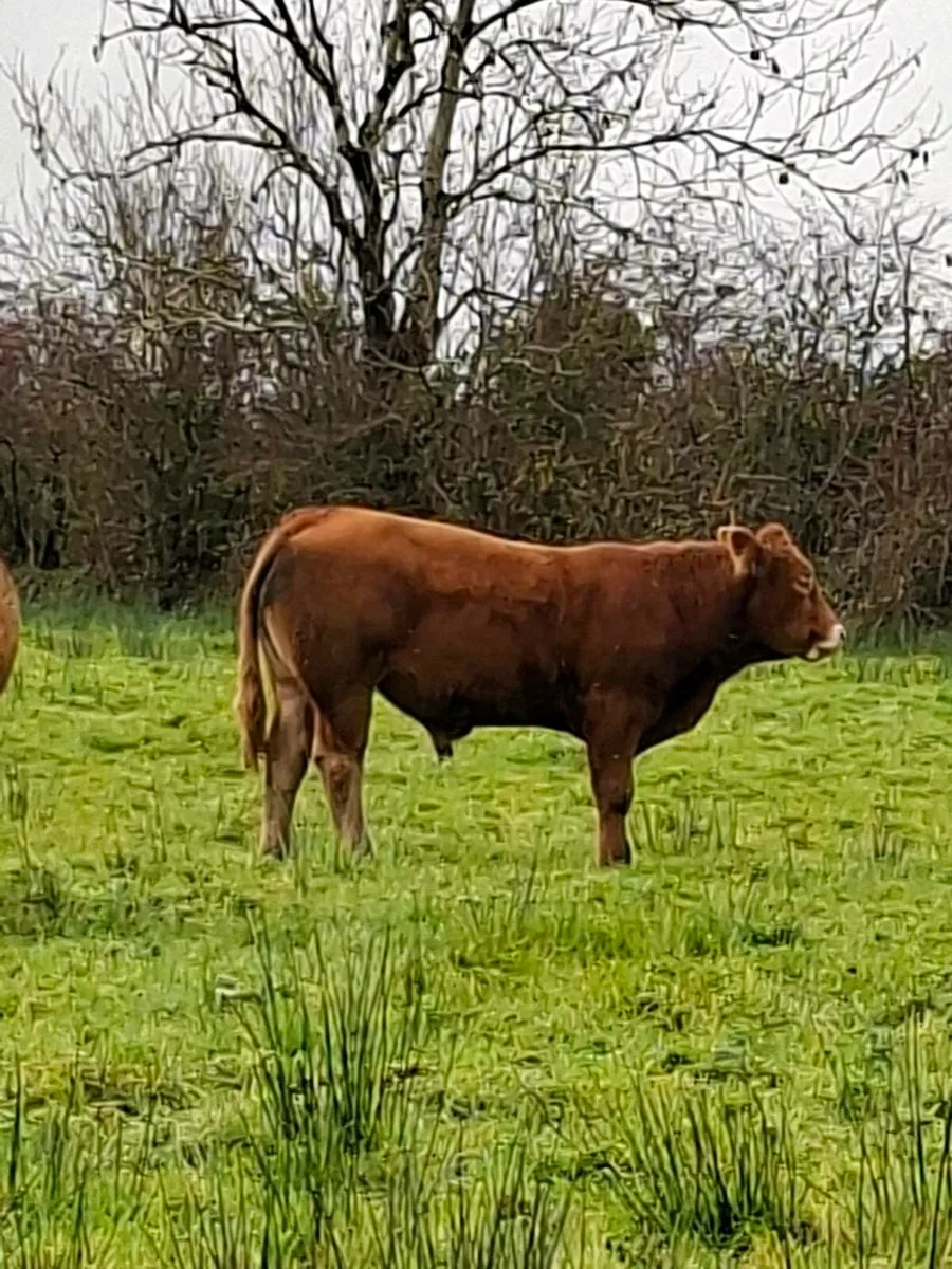 5 STAR P.B.R LIMOUSIN BULL - Image 2