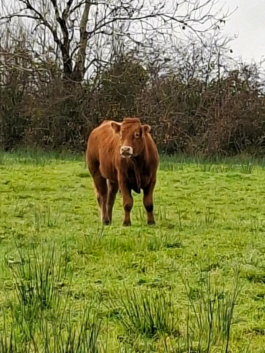 5 STAR P.B.R LIMOUSIN BULL - Image 3