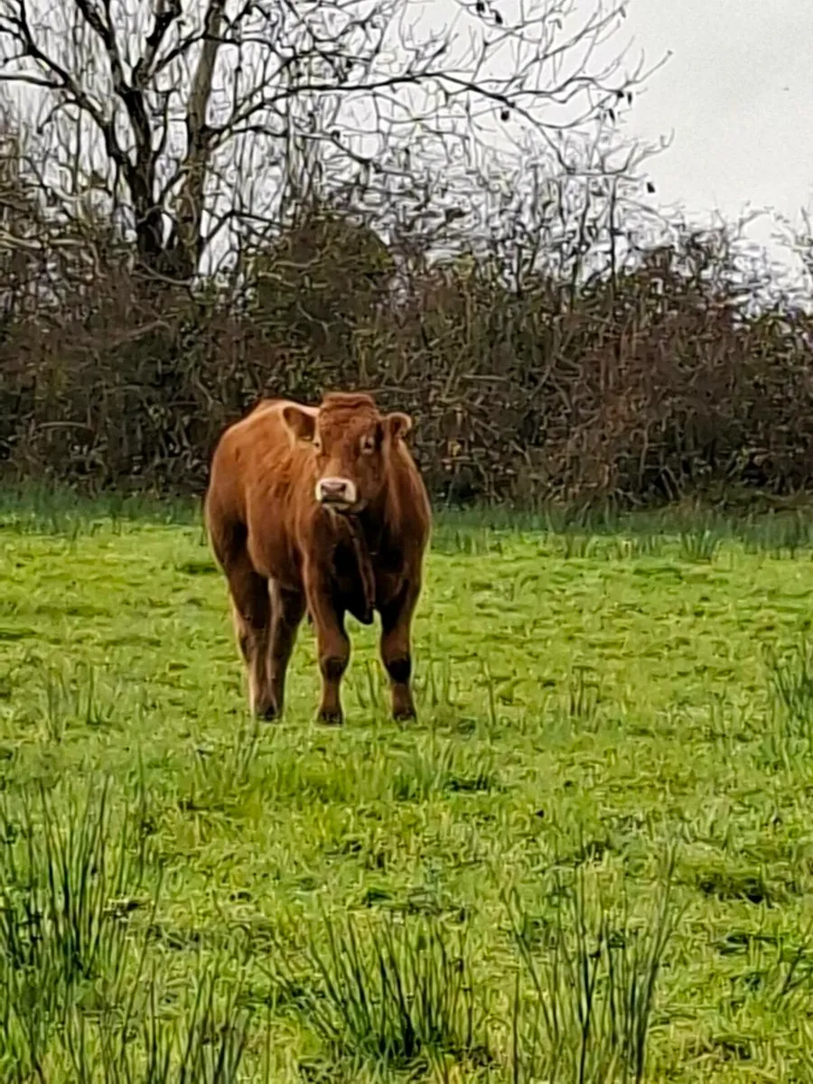 5 STAR P.B.R LIMOUSIN BULL - Image 4