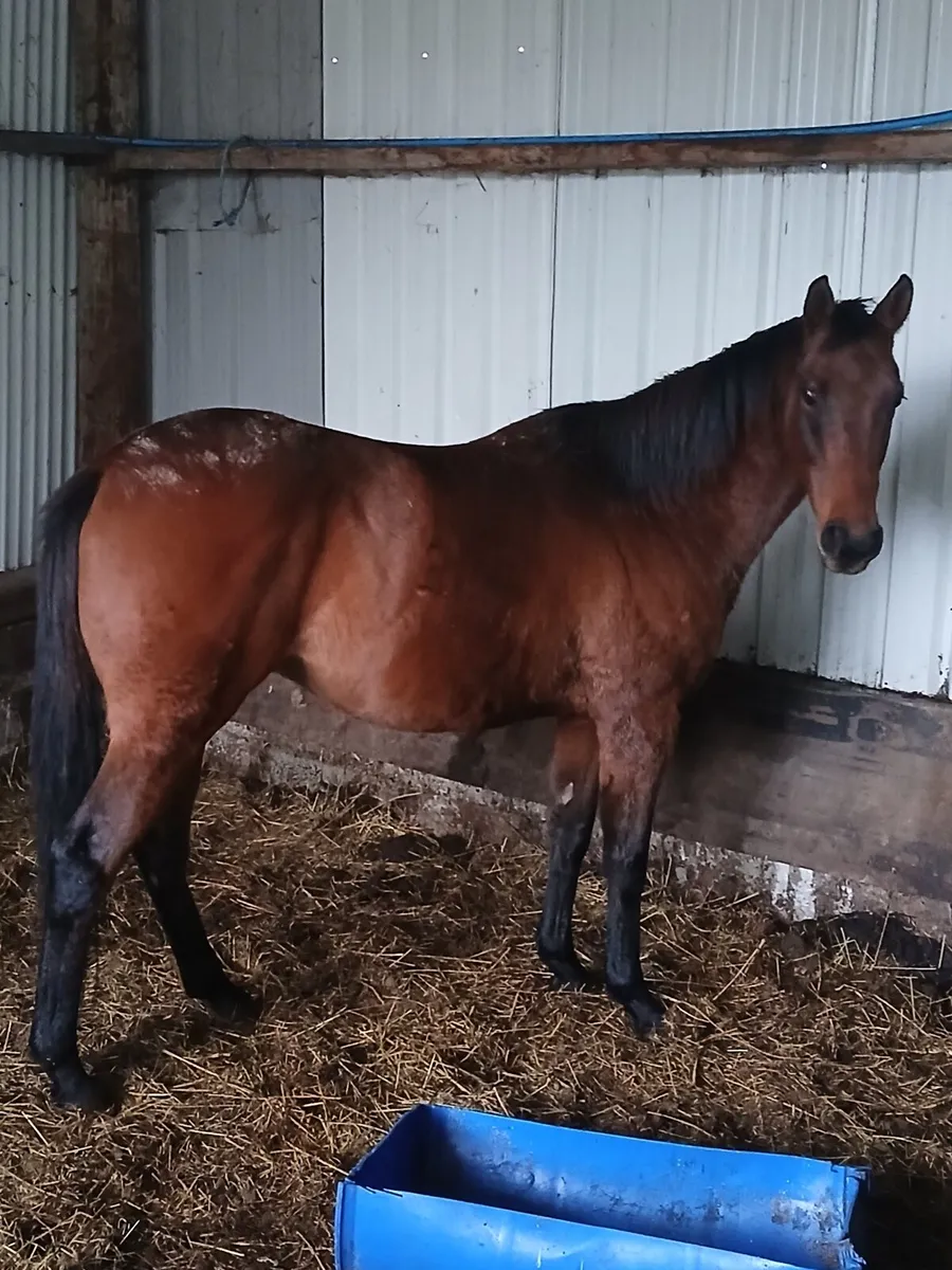 TB gelding - Image 1