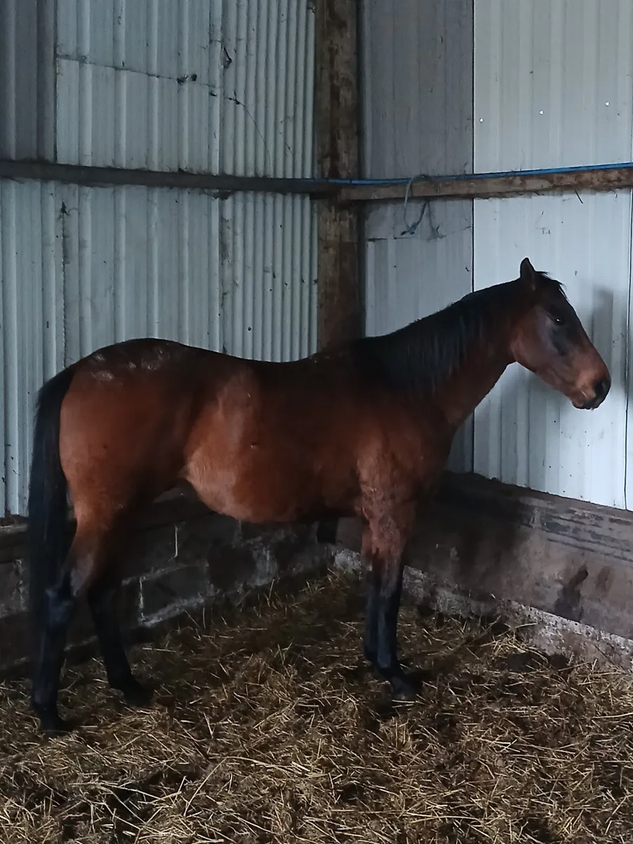 TB gelding - Image 2