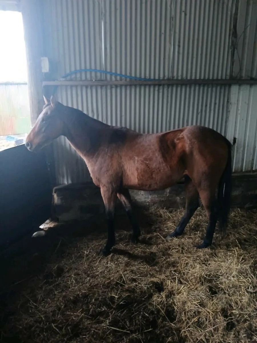 TB gelding - Image 3