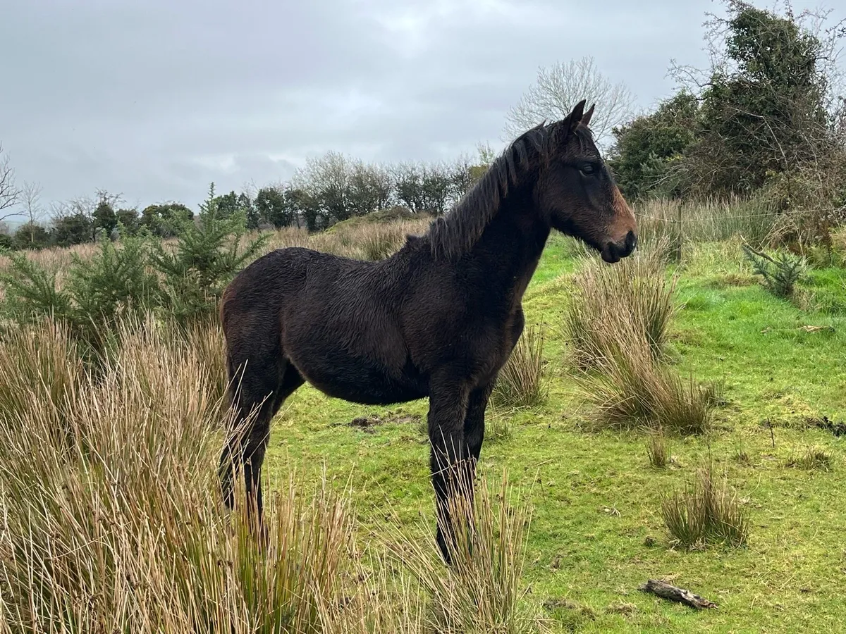 *MARE AND FOAL* - Image 1