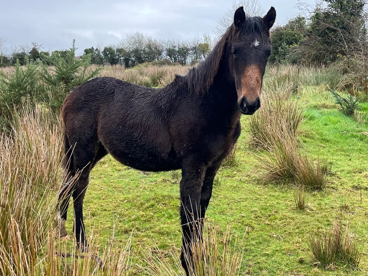 *MARE AND FOAL* - Image 2