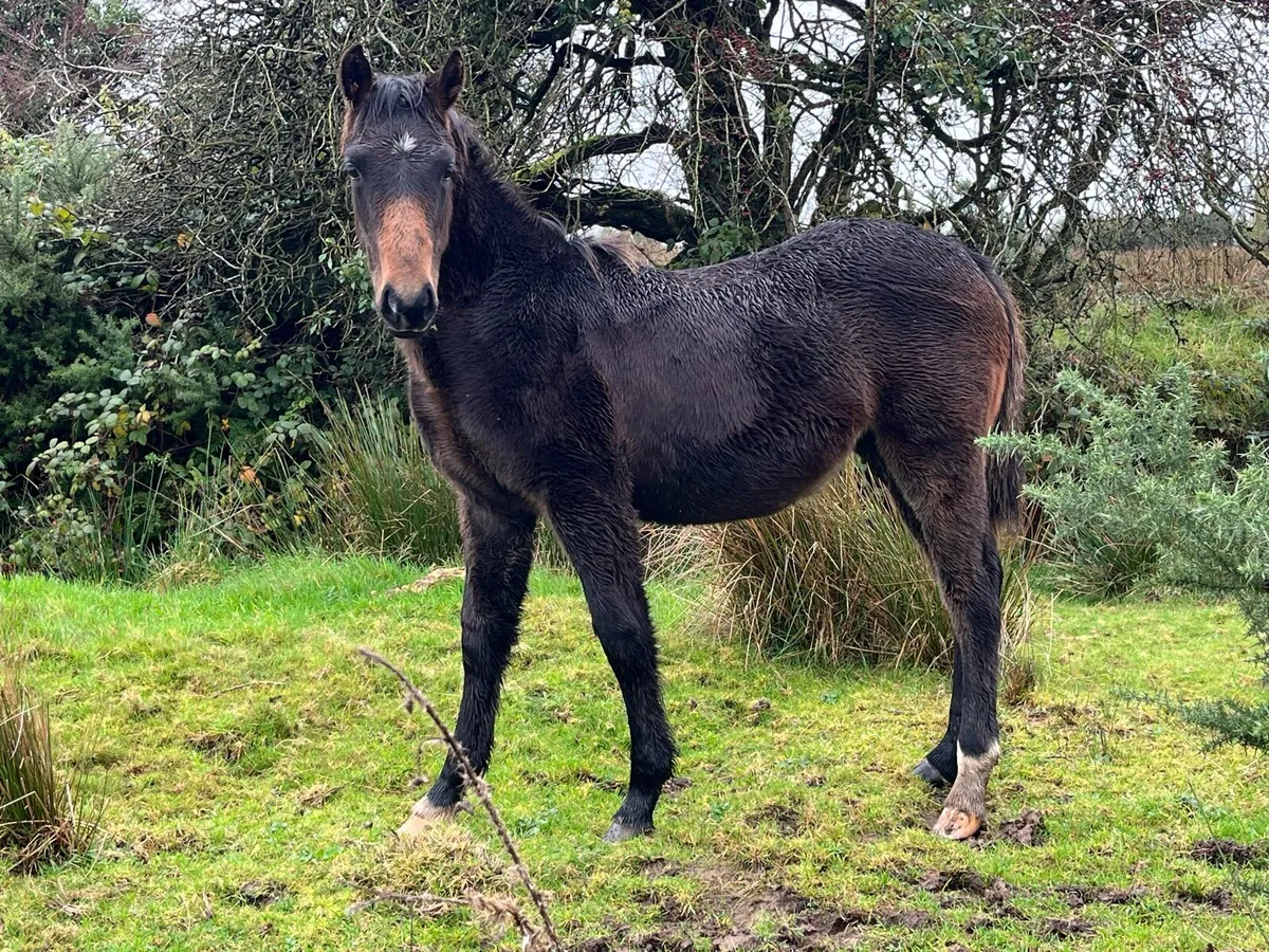 *MARE AND FOAL* - Image 3