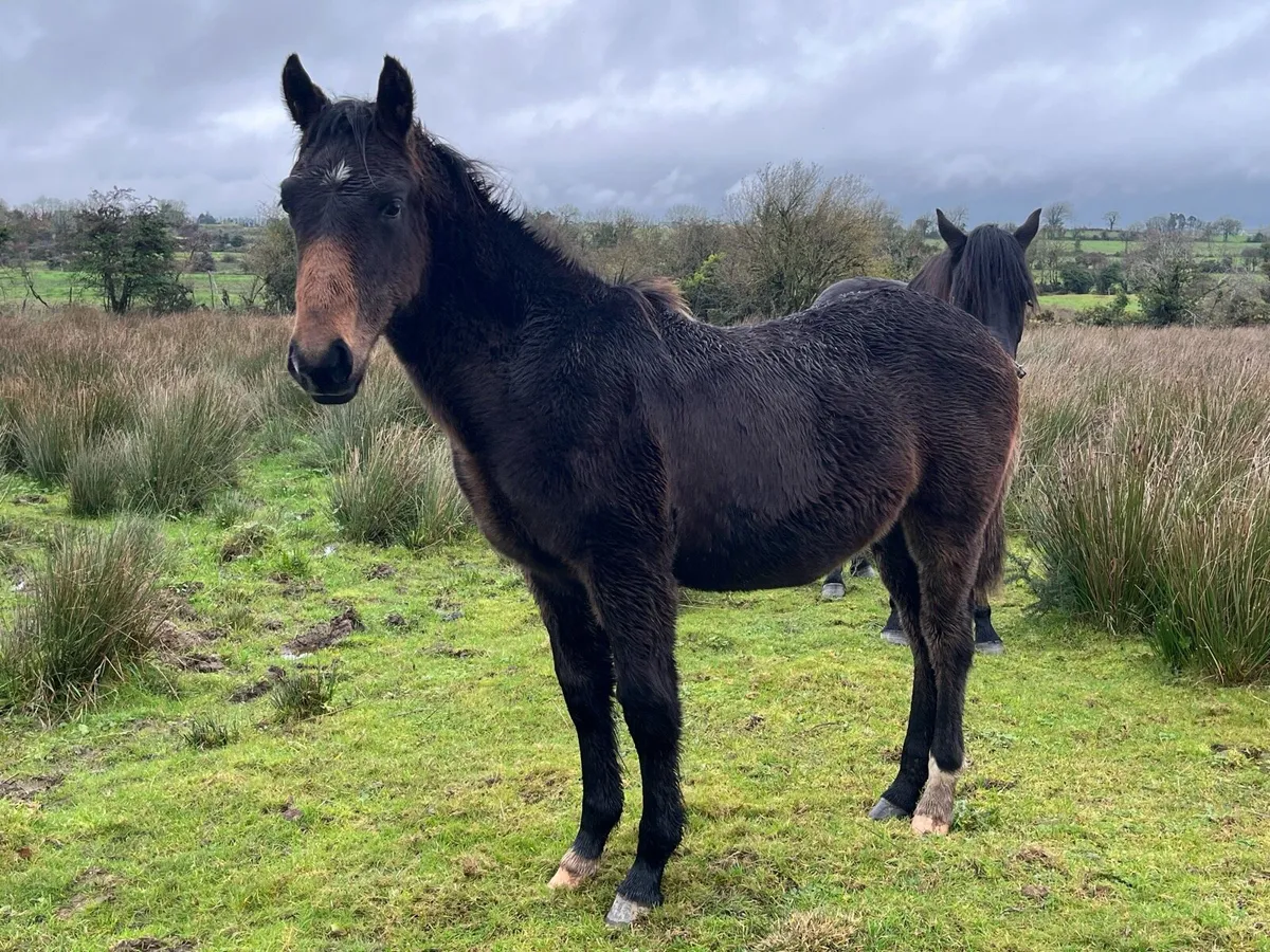 *MARE AND FOAL* - Image 4
