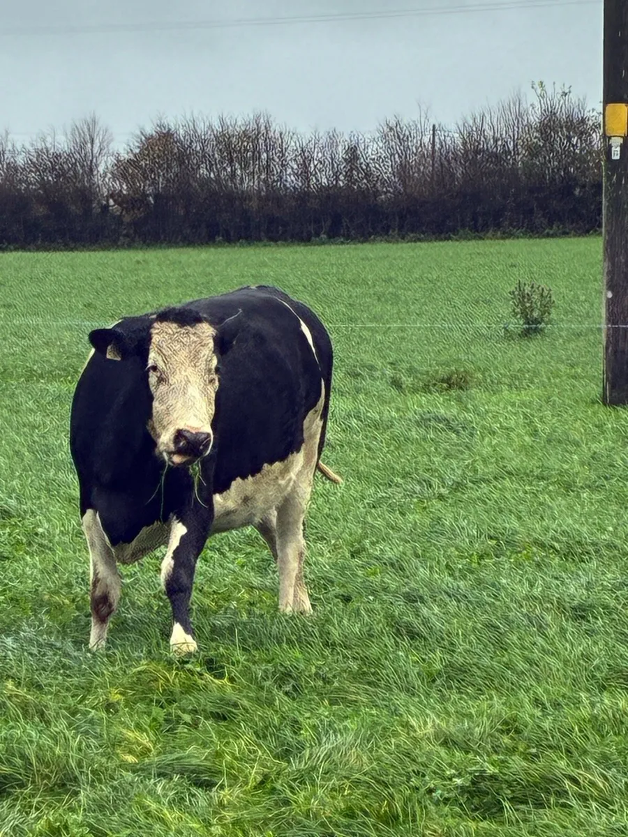 In calf heifers - Image 2