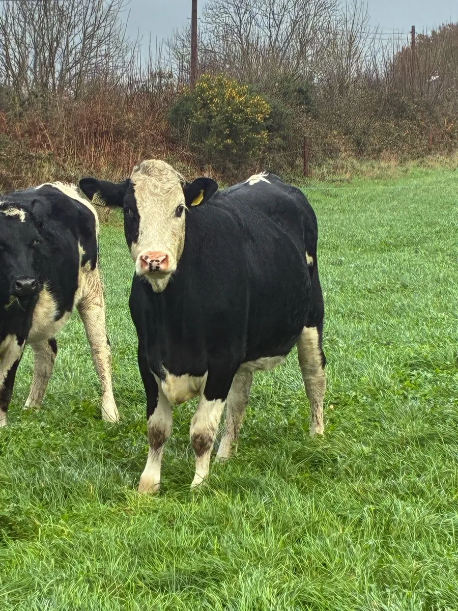 In calf heifers - Image 3