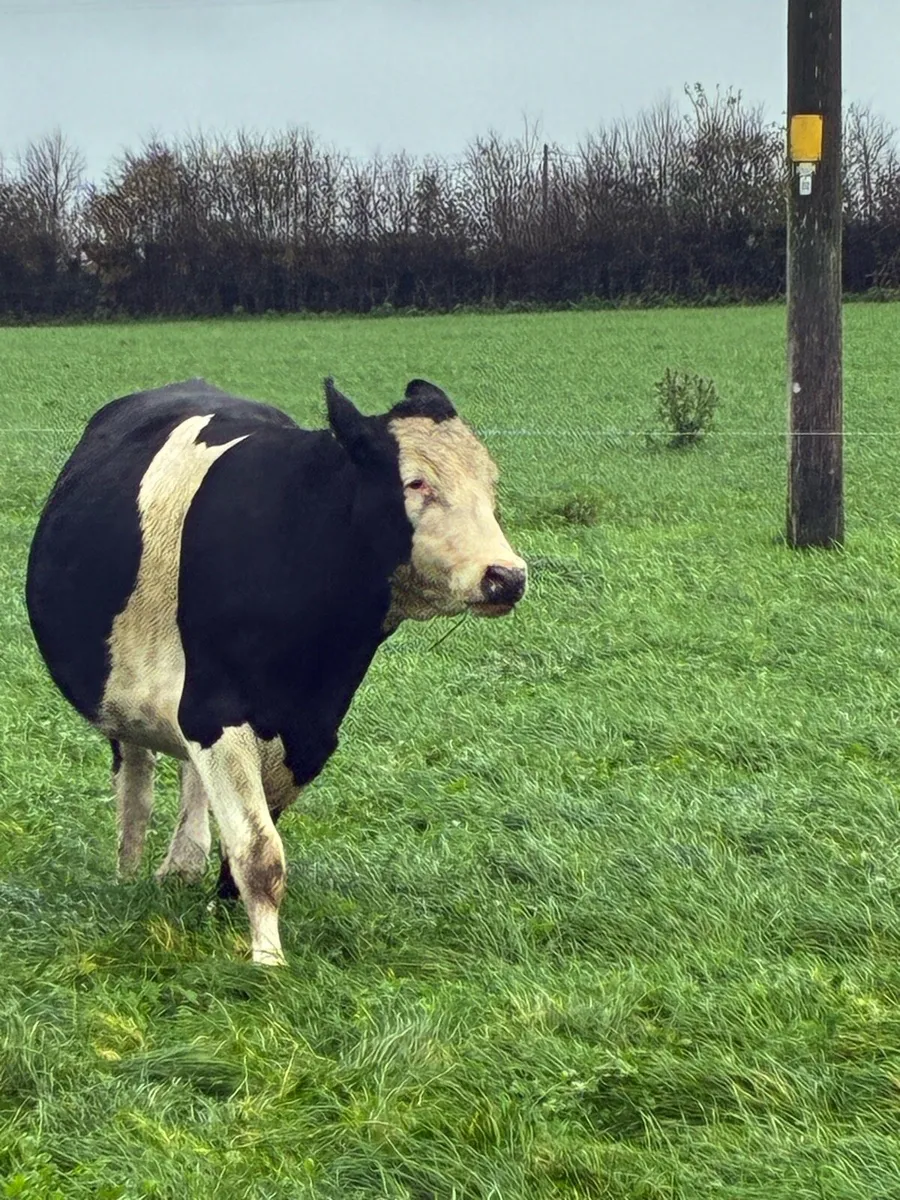 In calf heifers - Image 4