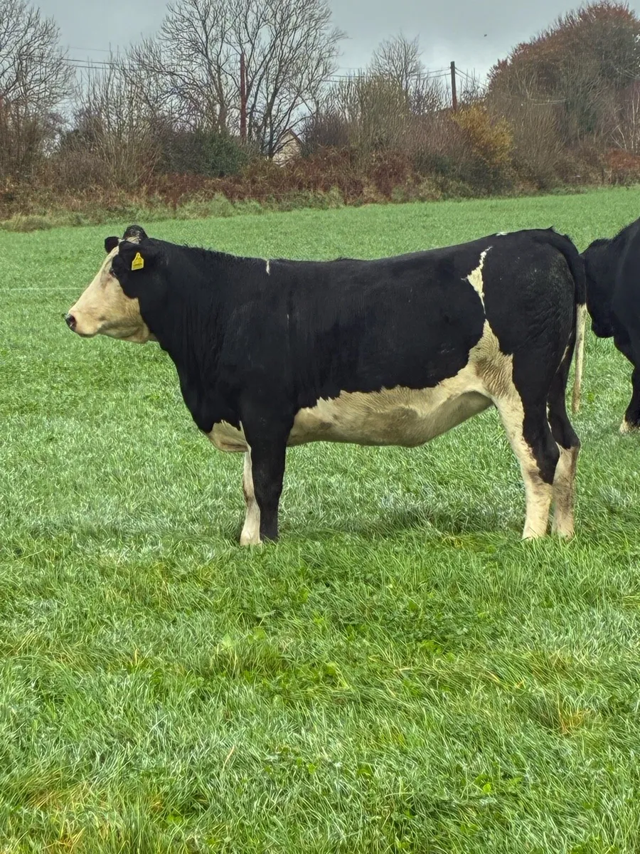 In calf heifers - Image 1