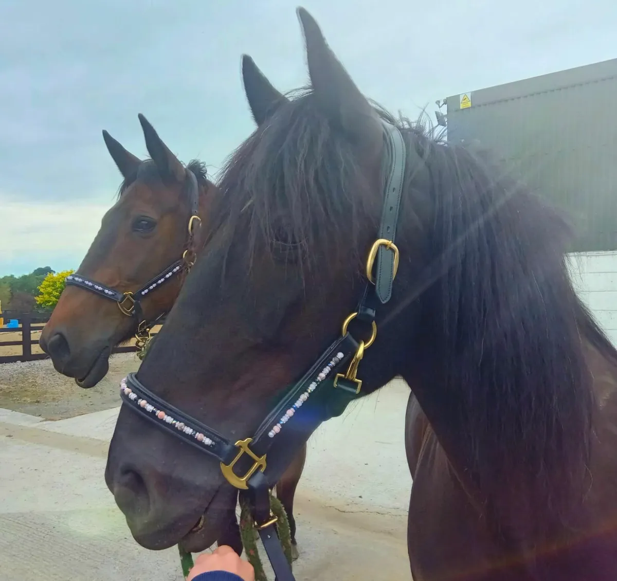 Leather Headcollars & Browbands - Image 3