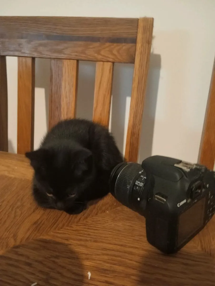 Only one adorable kitten left - Image 4