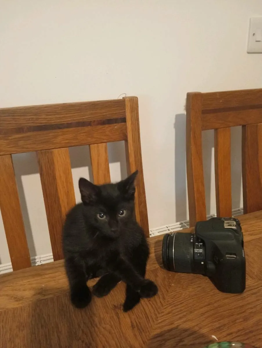 Only one adorable kitten left - Image 1