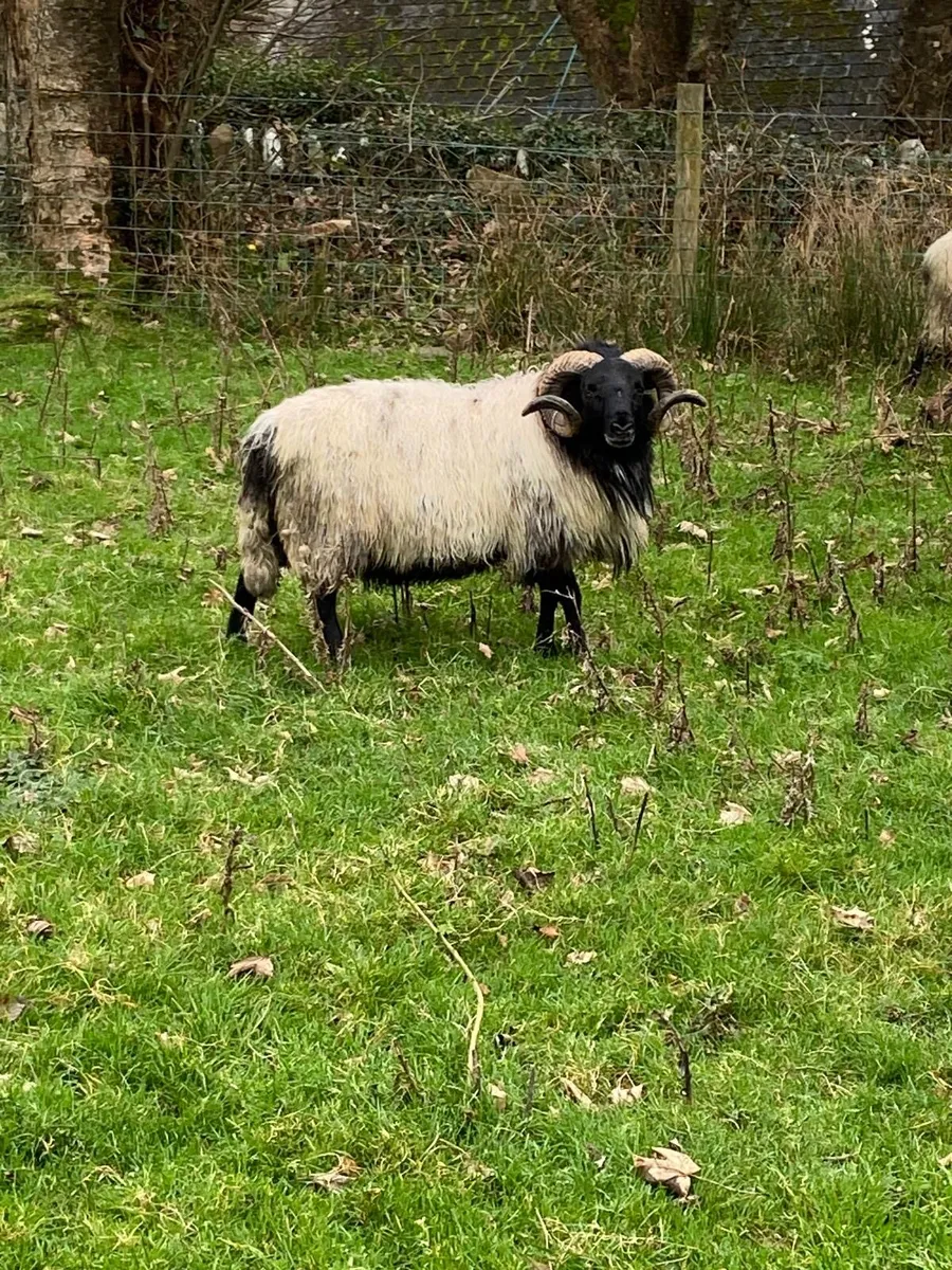 SIS Hogg Rams - Image 1