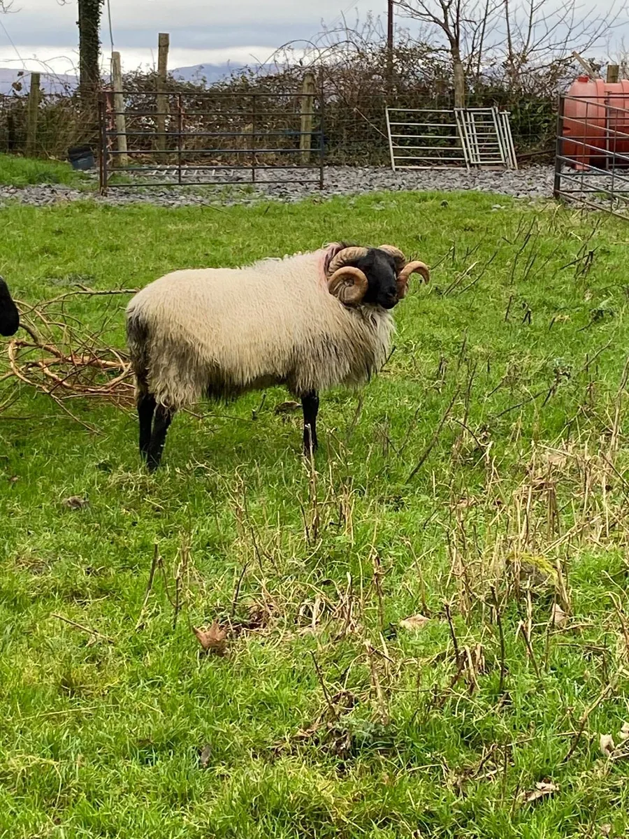 SIS Hogg Rams - Image 2