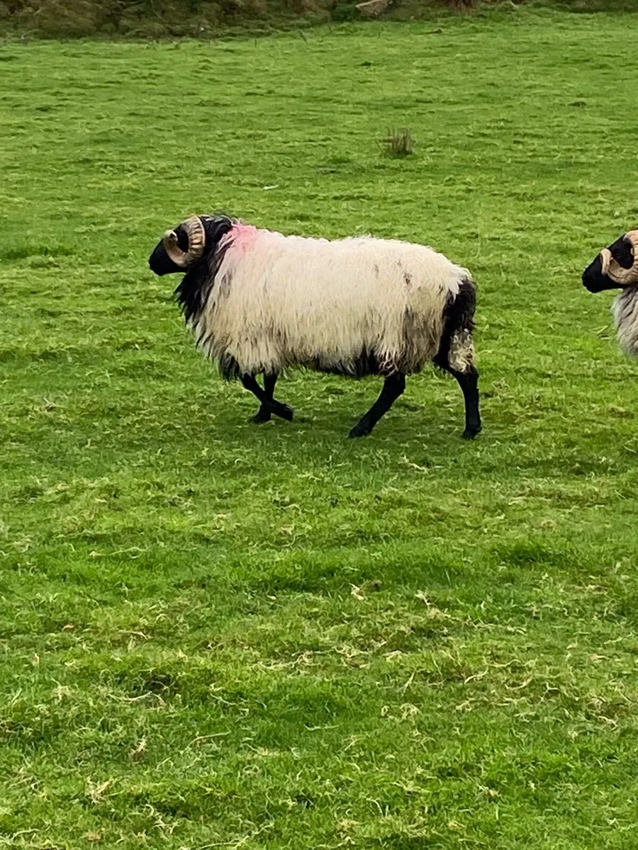 SIS Hogg Rams - Image 3