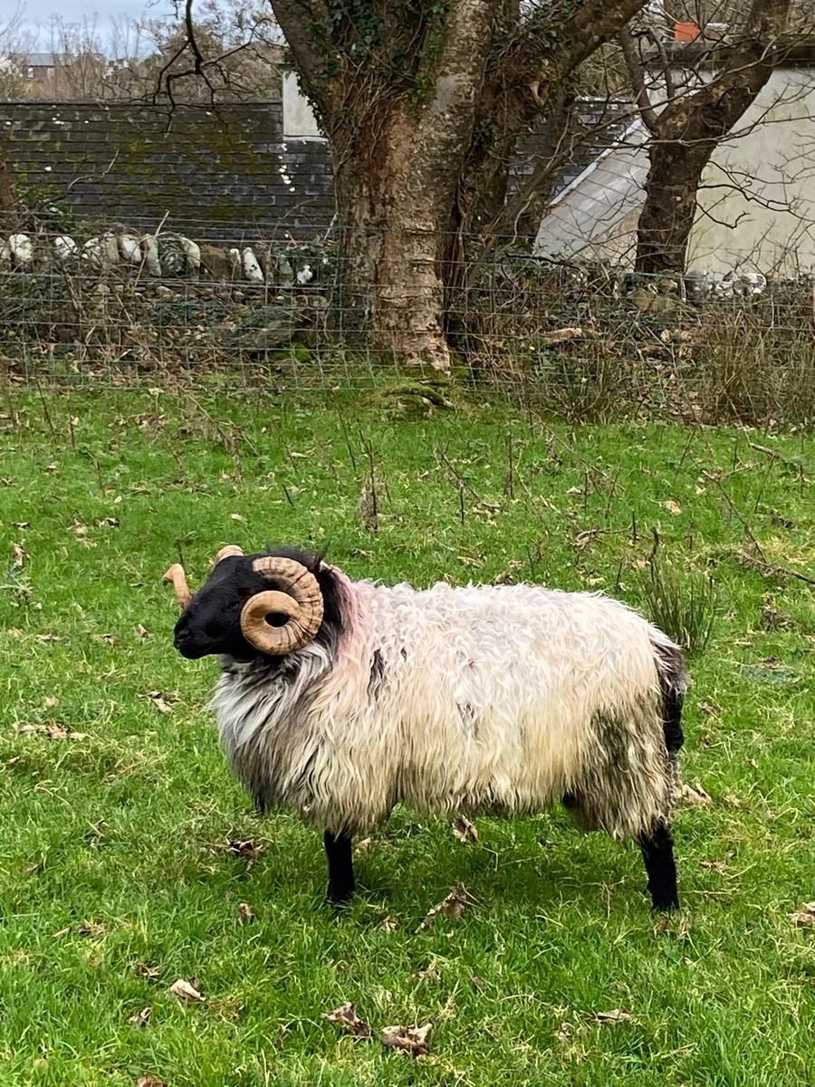 SIS Hogg Rams - Image 4