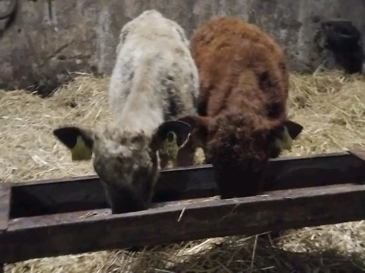 2 Limousin Weanling Heifers - Image 1
