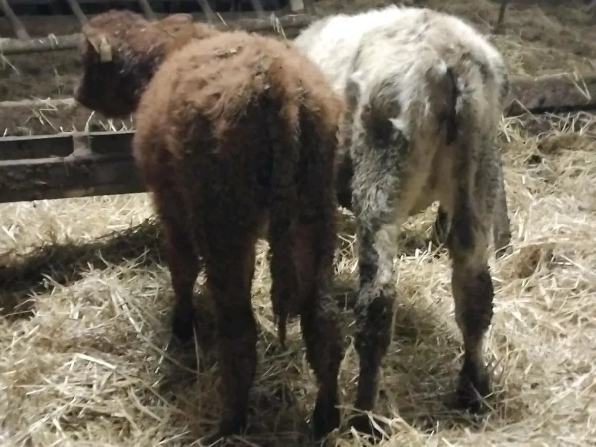 2 Limousin Weanling Heifers - Image 2