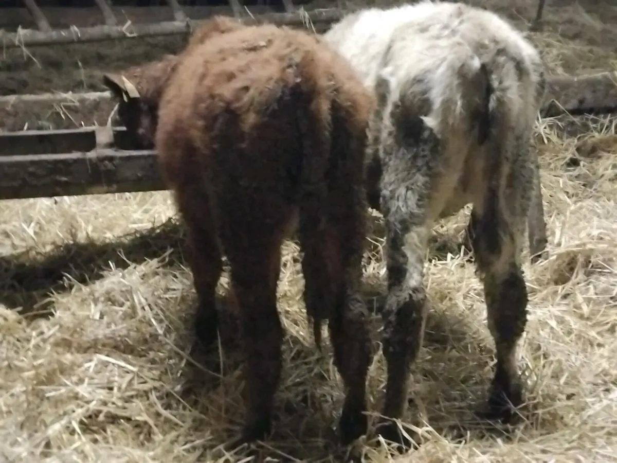 2 Limousin Weanling Heifers - Image 3