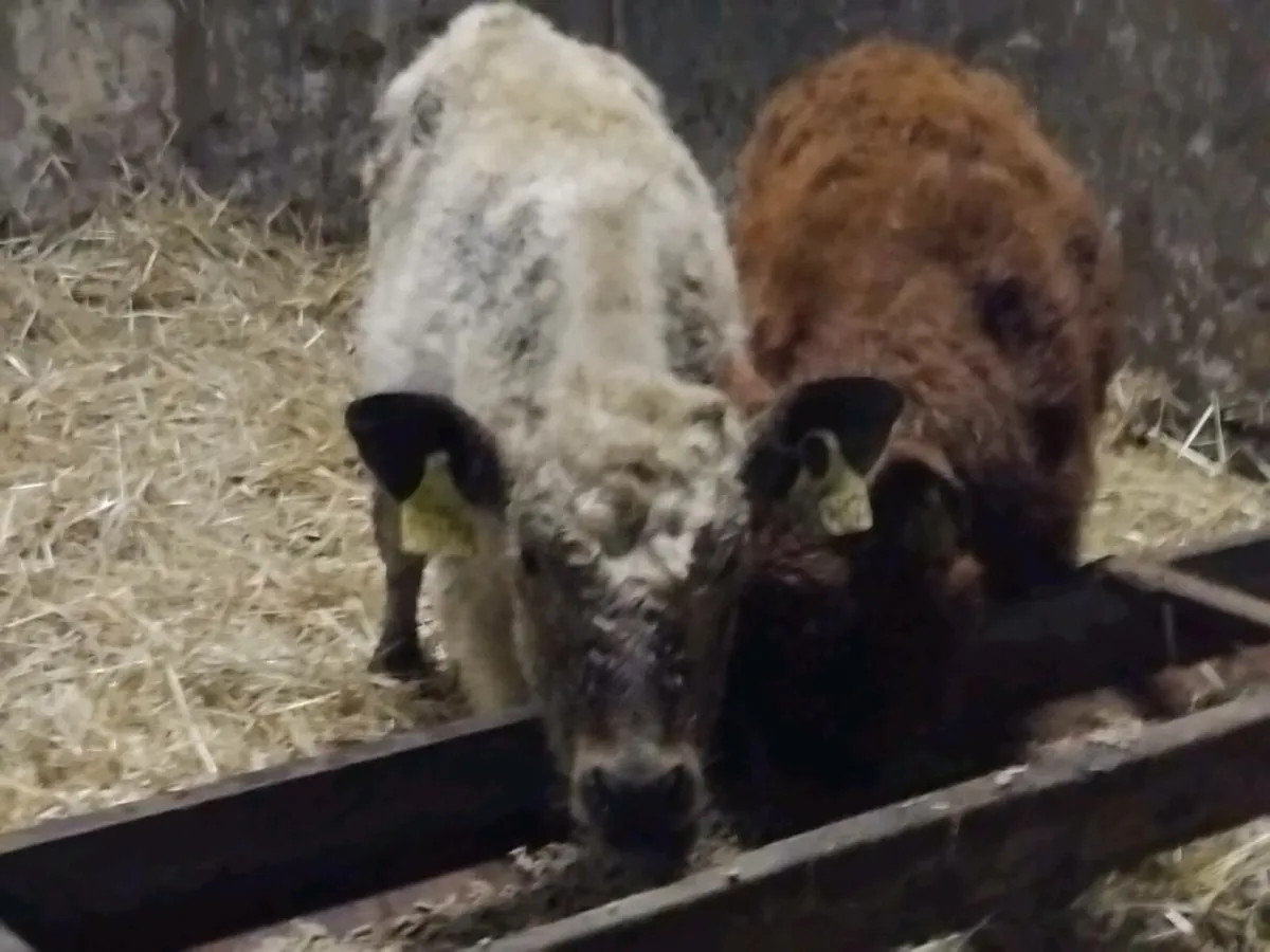 2 Limousin Weanling Heifers - Image 4