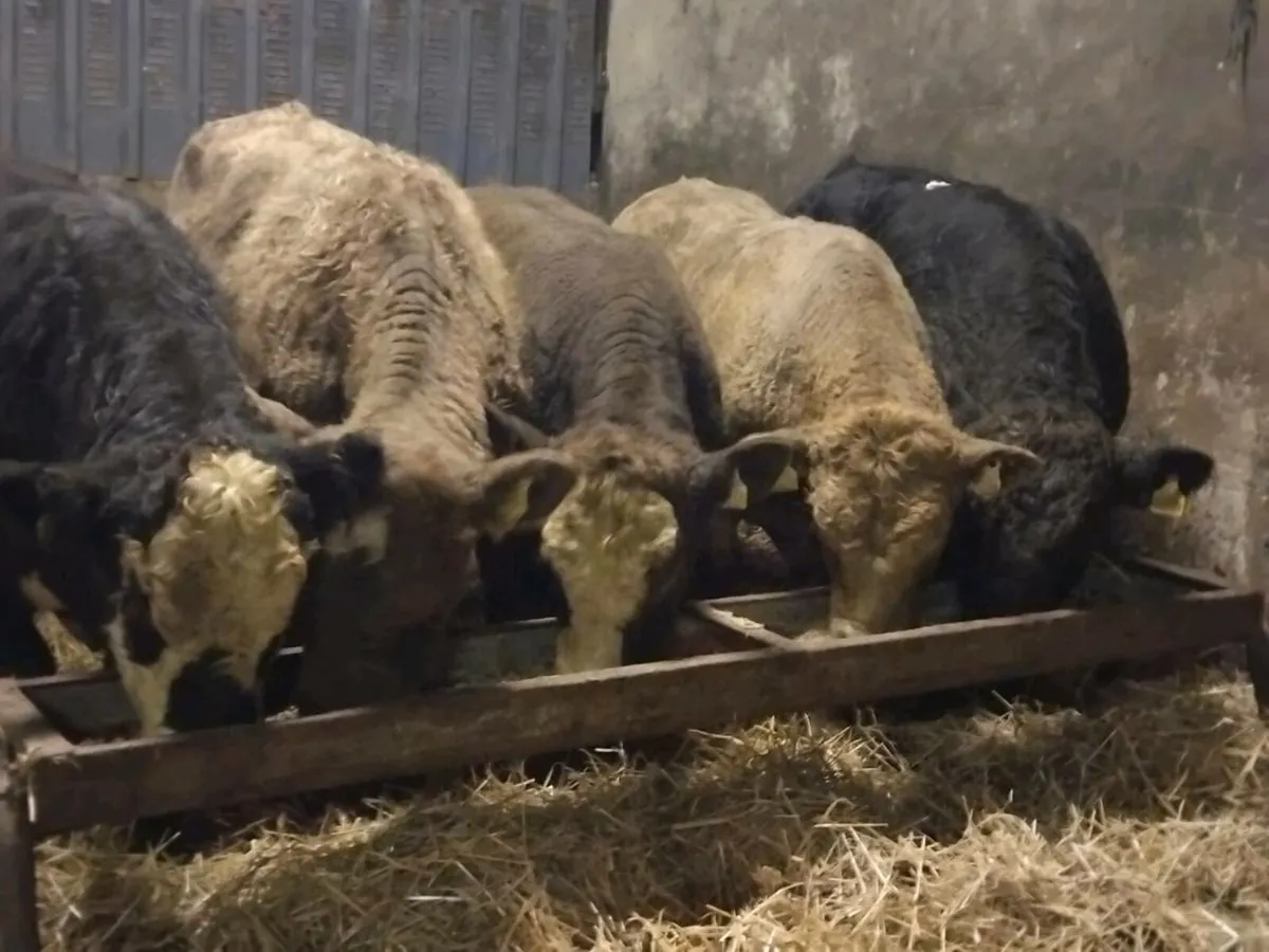 5 Suckler Bred Angus Bull Weanlings - Image 1