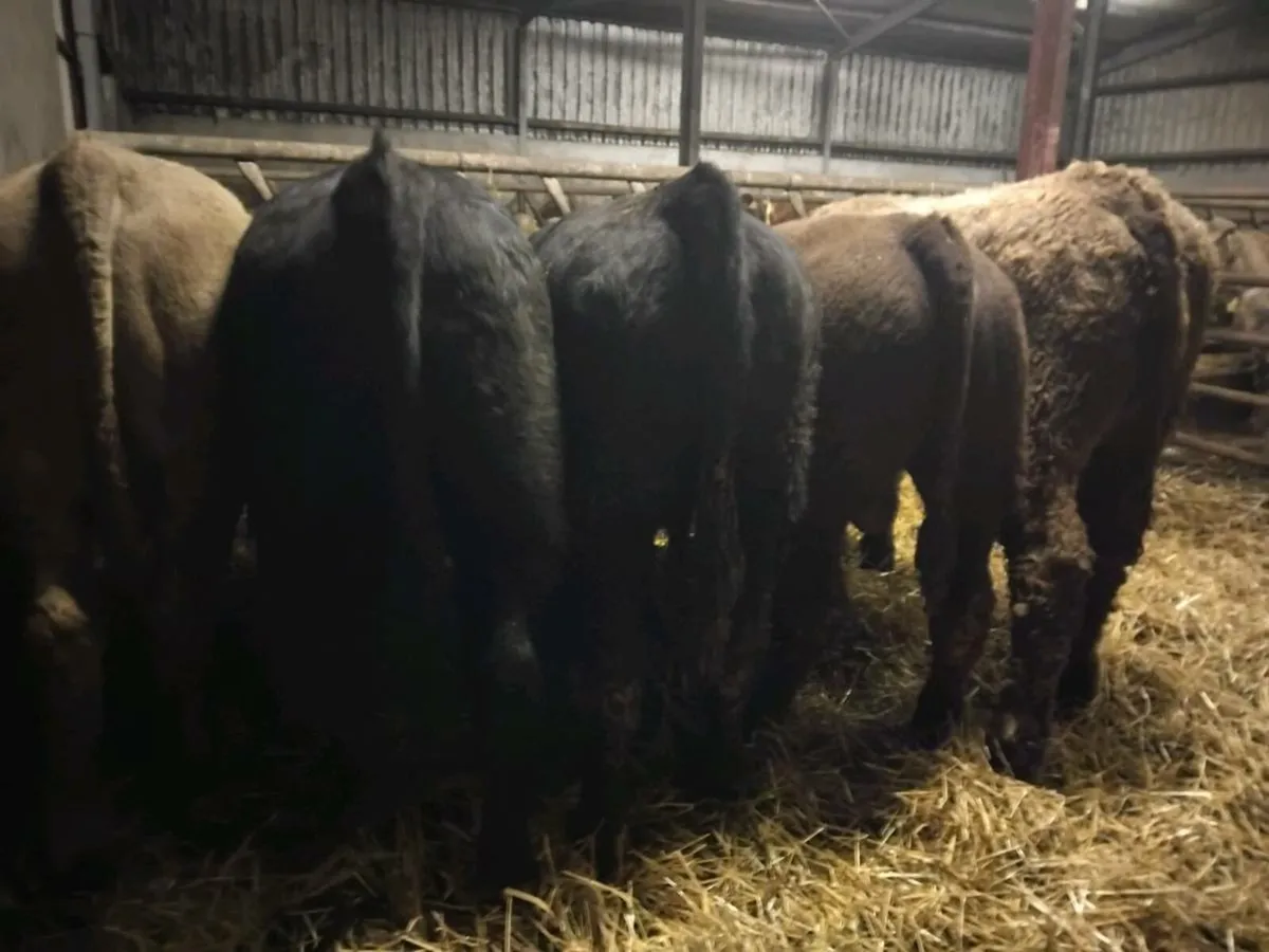 5 Suckler Bred Angus Bull Weanlings - Image 2